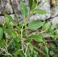 Image result for Olea capensis