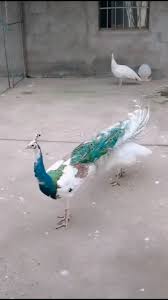 Dancing Peacock Video In 2020 Nature Animals Cute Animals Cute Funny Animals