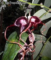 Image result for Aristolochia triactina