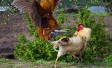 Emilik ayam petarung akan sangat beruntung jika memiliki ayam petarung yang memiliki katuranggan yang baik. Ayam Bangkok Pukul Ko Berikut Ciri Cirinya Lentera Inspiratif