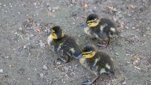 Check spelling or type a new query. Wallpaper Alam Margasatwa Bebek Paruh Mallard F Gel Anak Itik Andunge Fauna Unggas Air Bertengger Burung Bertulang Belakang Burung Air Itik Angsa Dan Angsa Daging Unggas 6000x3375 445908 Hd Wallpapers Wallhere