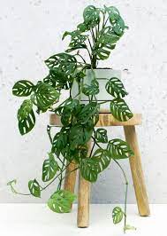 Monstera adansonii is a lovely tropical plant with great foliage. The Best Monstera Adansonii Care Swiss Cheese Plant