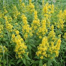 Image result for Lysimachia barbata