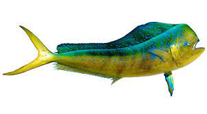 On the hook they fight hard and jump high. Bull Dolphin Bigwater Adventures