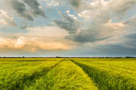 Froombosch Groningen Landschap Groningen
