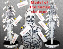 My only account, all of my socials link in my bio. Model Of The Human Skeleton 4 Steps Instructables
