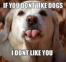 If You Don T Like Dogs A I Love Dogs Funny Dogs Funny Animals