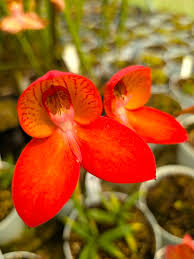 Image result for Disa woodii