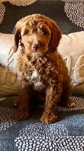 Mum is a much loved gorgeous golden doodle with a sweet, kind nature and lovely temperament with people/children and other dogs. Brittany Doodle Puppy Off 51 Www Usushimd Com