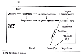 Estrogen Meaning Source Biosynthesis With Diagram