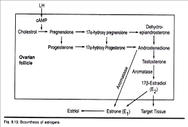 estrogen meaning source biosynthesis with diagram