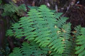 Image result for Histiopteris incisa