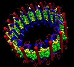 It is a facultative anaerobe, thus capable of using oxygen for aerobic. Strukturaufklarung Von Der Photosynthetischen Einheit Von Rhodospirillum Rubrum Institut Fur Biomaterialien Und Biomolekulare Systeme Universitat Stuttgart