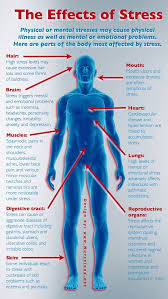 What organs are located in the abdominal cavity? The Gut Brain Connection Ibs It S Not All In Your Head Fodmap Everyday