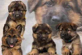 These german shepherd puppies located in indiana come from different cities, including, warsaw, portage, new harmony, hope, alexandria. German Shepherd Puppy Collage Photograph By Sandy Keeton