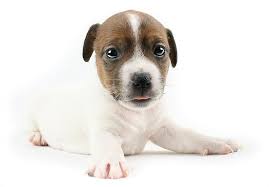 Check spelling or type a new query. Heaven Sent Animal Rescue Nj