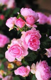 Bäume erfüllen zahlreiche funktionen im garten, sie schaffen schwerpunkte, obdach und schatten im garten. Https Shop Mein Schoener Garten De Lubera Rose Comtesse De Segur Kraeftig Gewachsene Rose Im 6lt Topf Products 16855 Wachsende Rosen Rosen Pflanzen Rosen