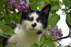 Whether you are looking for cute female cat names, cute male cat names or unisex cute cat names, you will find plenty here. 100 Perfect Cat Names Starting With P The Dog People By Rover Com