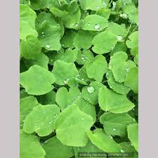 Image result for Blyxa hexandra