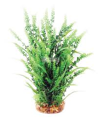 Image result for Rotala fontinalis
