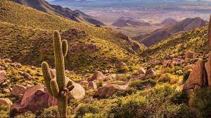 The beautiful, bright, colorful part of the moon cactus naturally does not produce chlorophyll, and the lack of chlorophyll allows for the bright, vibrant colors to show. Arizona Was Admitted To The Union On This Day 106 Years Ago 12news Com