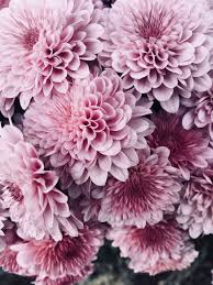 Discovered By Find Images And Videos About Cute Photography And Pretty On We Heart It The A Pink Flowers Background Flower Backgrounds Pink Flowers