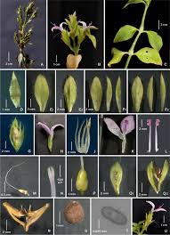 Image result for Dicliptera pumila