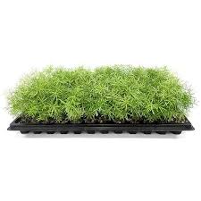 Image result for A. densiflorus Sprengeri