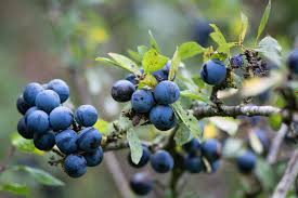 The blackthorn is a wintery tree. Blackthorn Recipes And Benefits Of Sloe Fine Dining Lovers