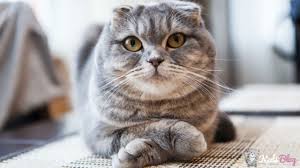 Kilo Problemi Olan Kediler Icin En Iyi 5 Diyet Kedi Mamasi Kedi Blog