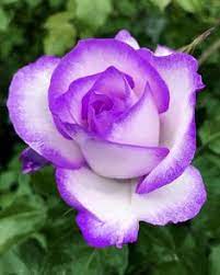 480 idee su Solo rose belle nel 2022 | bellissimi fiori, fiori, rose  meravigliose