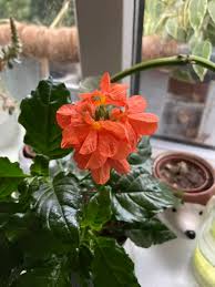 Image result for Crossandra puberula