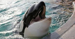 In this drawing lesson we are going to learn how to draw a killer whale (orca) for kids.and learn how to color using steadler luna colored pencilsintro musi. Killer Whales Cbs News