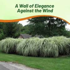 Image result for Miscanthus sinensis