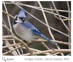 Blue Jay Cyanocitta Cristata Natureworks