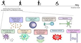 Information from the national library of medicine's medlineplus multiple sclerosis. Frontiers Silent Free Fall At Disease Onset A Perspective On Therapeutics For Progressive Multiple Sclerosis Neurology