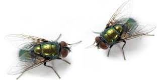Flies are good at math. How To Get Rid Of Flies In The House Tips Information