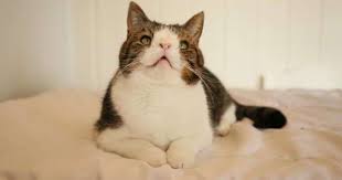 Meet Monty The Cat With Down Syndrome That S Capturing Hearts Around The World Down Syndrome Cat Cats Monty The Cat