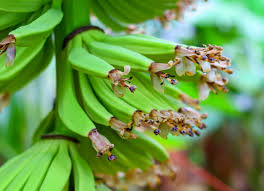 Banana-nanica: uma história de sucesso no Nordeste por meio do DNOCS —  Departamento Nacional de Obras Contra as Secas