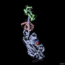 Cells | Free Full-Text | Non-Muscle Myosin 2A (Nm2A): Structure, Regulation  And Function