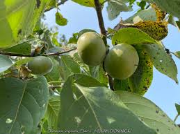 Image result for Diospyros mafiensis