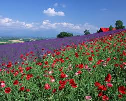 Maybe you would like to learn more about one of these? Red And Purple Flower Garden With Blue Clear Sky Hd Wallpaper Wallpaper Flare