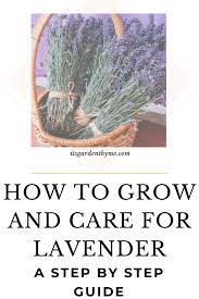How To Grow Harvest Lavender In Any Climate When To Plant Lavender Harvesting Lavender Lavender Plant