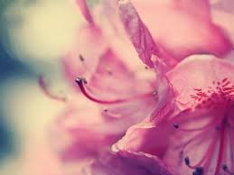 We have an extensive collection of amazing background images carefully chosen by our. Cool Pink Flower Backgrounds Your Top Hd Wallpapers Id54664