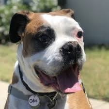 The businesses listed also serve surrounding cities and neighborhoods including anaheim ca, los angeles ca, and long beach ca. Boxer Rescue La Spirits That Soar Hearts That Adore