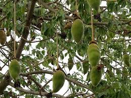 Baobab Tree Fruit Baobab Tree Baobab Tree Fruit Fruit