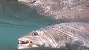 I onome ko ima, a i ko nema. Hooked On Drina Season 2019 2020 Mladica Huchen Youtube
