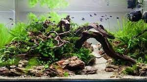 Gambar pantai alam lautan perjalanan batu karang kehidupan laut habitat cantik alami organisme landform lingkungan alami biologi kelautan ikan karang invertebrata laut akuarium air tawar pencahayaan akuarium 5184x3456 650678. Mengenal Apa Itu Aquascape Ternyata Berbeda Dengan Akuarium Tribun Jogja