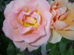 By providing a uniform storage temperature just above freezing and employing a fog system to provide a consistent humidity of 100%, we are able to ensure that each of our roses remains fully hydrated and. What S Wrong With Abraham Darby
