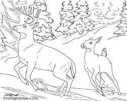 Pictures That You Can Color And Print Out Here Is The Original Full Color Painting Your Child Deer Coloring Pages Animal Coloring Pages Horse Coloring Pages